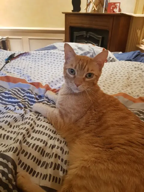 chat lost   35550 Saint-Just Hoka