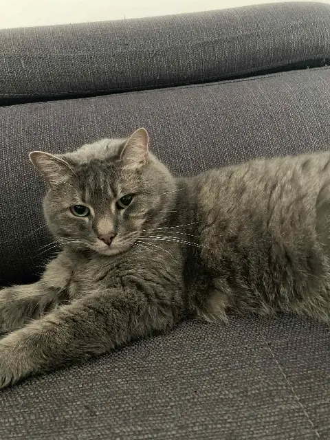 chat lost   35120 Dol-de-Bretagne Iggy