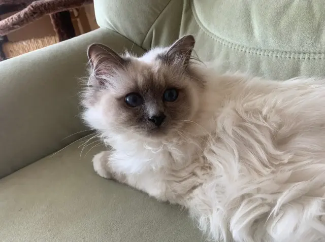 chat lost   35580 Goven Ilangue