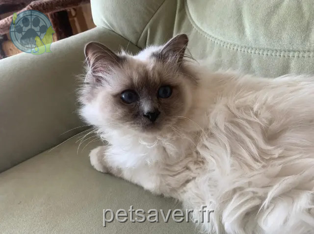 gato perdido 35580 Goven Ilangue gato lost 35580 Goven Ilangue