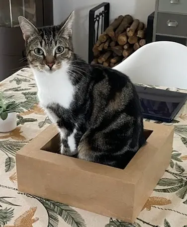 Chat Perdu 35 Ille-et-Vilaine Chat Perdu 35 Ille-et-Vilaine