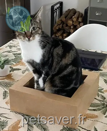 Chat Perdu 35 Ille-et-Vilaine Chat Perdu 35 Ille-et-Vilaine