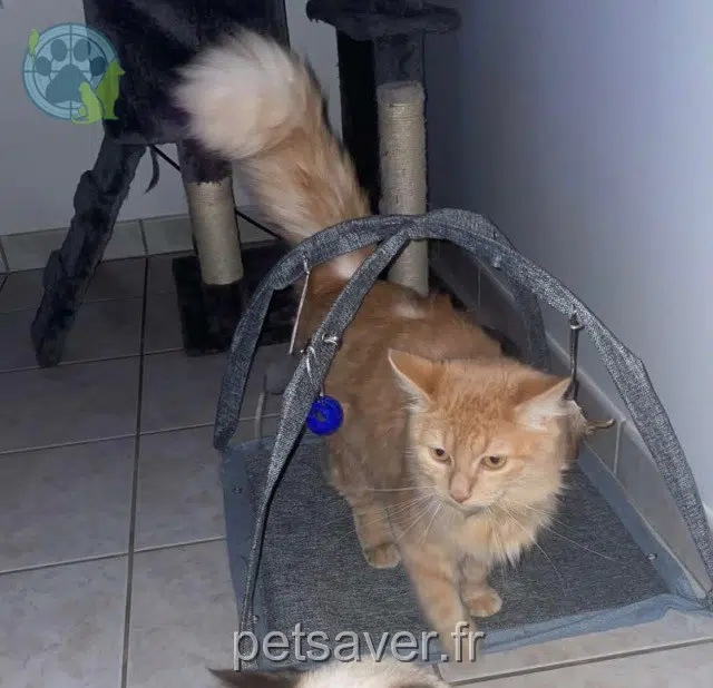 chat lost   35440 Montreuil-sur-Ille Joy