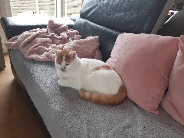 chat lost   35600 Redon Karma