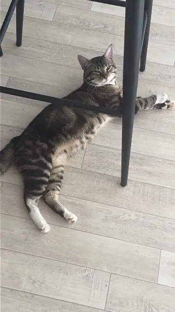 chat lost   35340 Liffré Kenz
