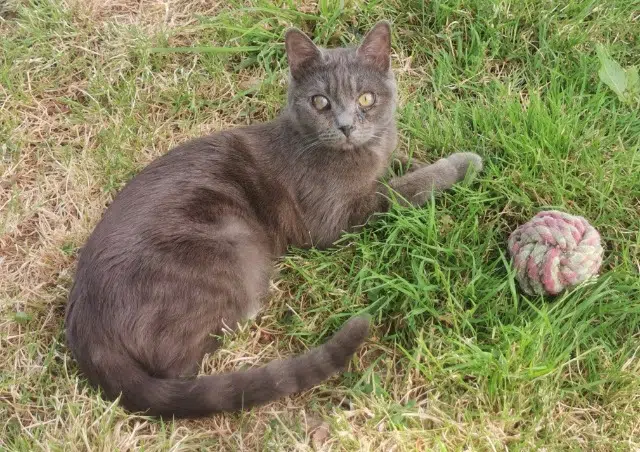 chat lost   35550 Pipriac Kiki