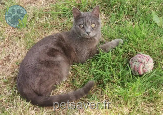 kater vermist 35550 Pipriac Kiki kater lost 35550 Pipriac Kiki