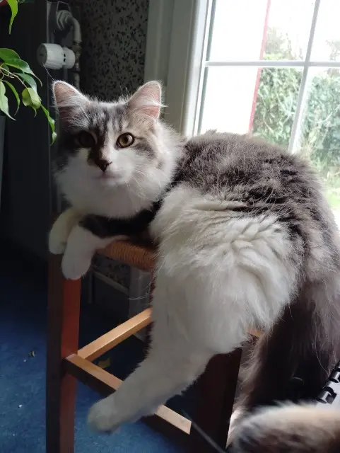 chat lost   35510 Cesson-Sévigné Kili