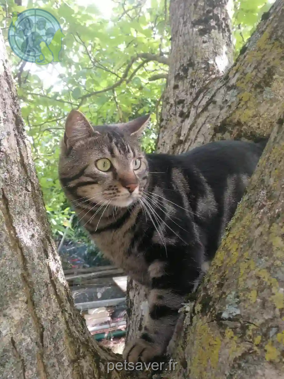 Chat Perdu 35 Ille-et-Vilaine - Kimchi Chat Perdu 35 Ille-et-Vilaine - Kimchi