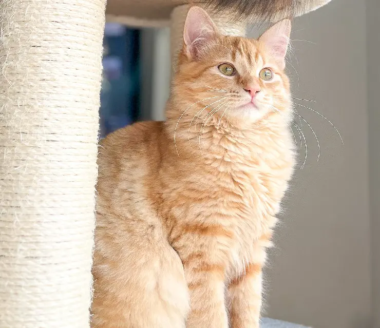 Chat Perdu 35 Ille-et-Vilaine - Kitkat Chat Perdu 35 Ille-et-Vilaine - Kitkat