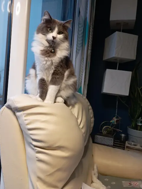 chat lost   35350 Saint-Méloir-des-Ondes Kiwi