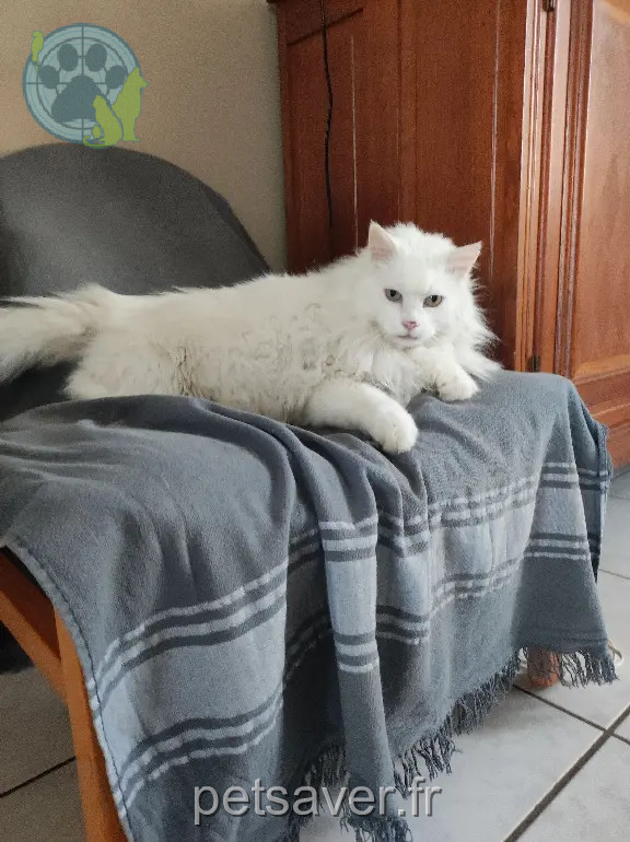 Chat Perdu 35 Ille-et-Vilaine - Louna Chat Perdu 35 Ille-et-Vilaine - Louna
