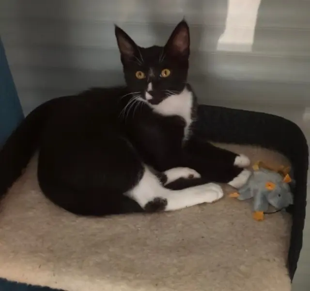 chat lost   35470 Pléchâtel Lumi