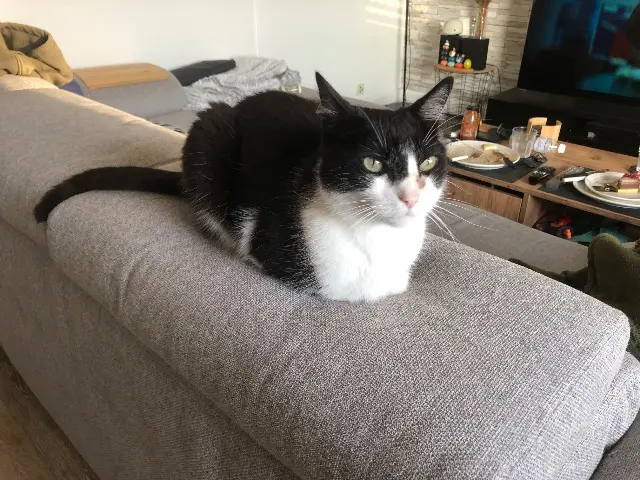 kater vermist 35190 Québriac Léo kater lost 35190 Québriac Léo