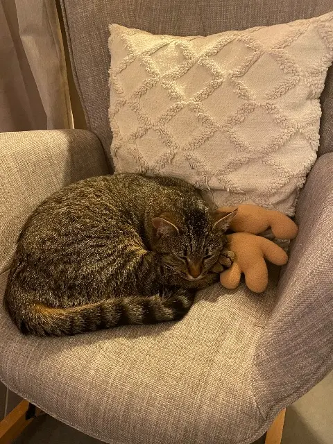 chat lost   35850 Gévezé Maurice