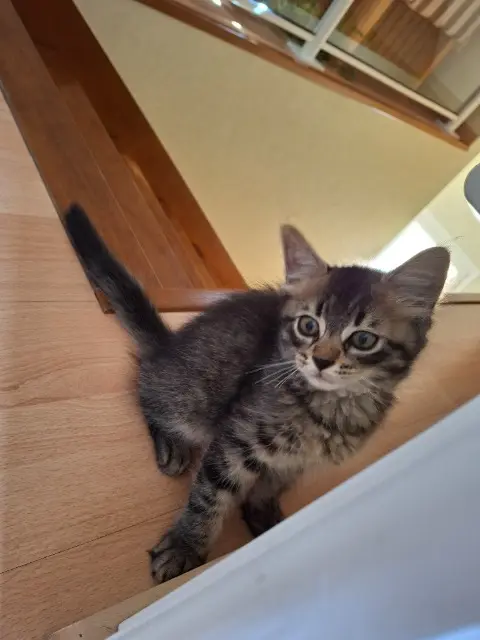 chat lost   35240 Le Theil-de-Bretagne Max