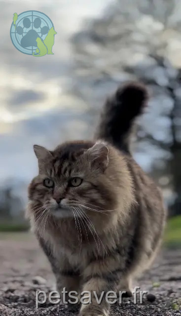 Kater vermisst 35580 Baulon Merlin Kater lost 35580 Baulon Merlin