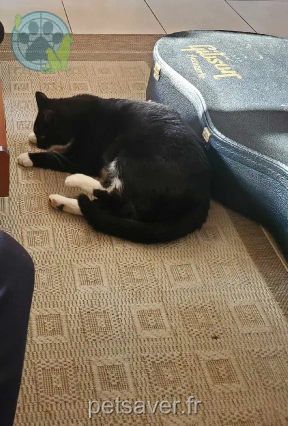 Chat Perdu 35 Ille-et-Vilaine - Merlin Chat Perdu 35 Ille-et-Vilaine - Merlin