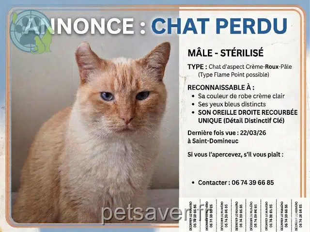 chat lost   35190 Saint-Domineuc Merlin