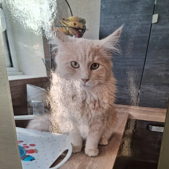 chat lost   35720 Mesnil-Roc'h Rio