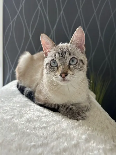chat lost   35150 Janzé Miguel