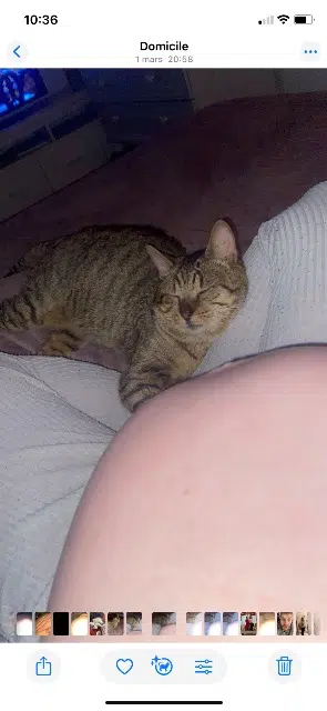 chat lost   35330 Saint-Séglin Mini