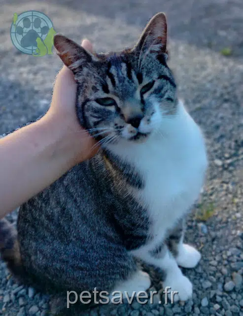 gatto perso 35190 Cardroc Misti gatto lost 35190 Cardroc Misti