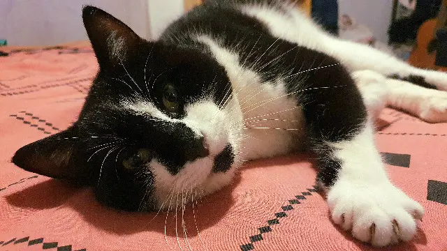 chat lost   35350 Saint-Méloir-des-Ondes Momo