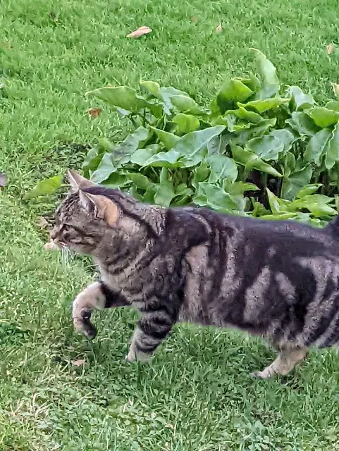 chat lost   35590 Saint-Gilles Mushu