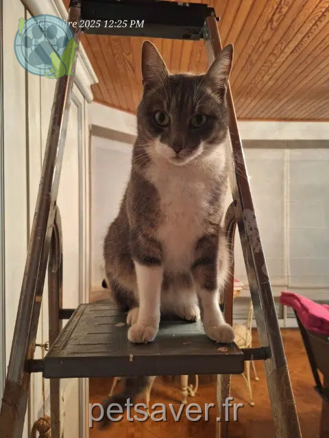 kater vermist 35230 Bourgbarré Naboo kater lost 35230 Bourgbarré Naboo