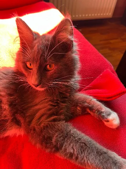 chat lost   35830 Betton Newton