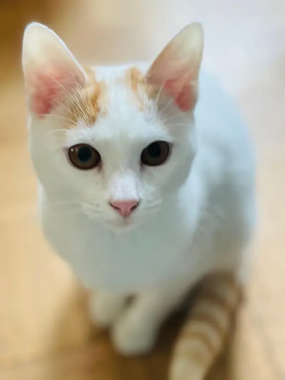 Chat Perdu 35 Ille-et-Vilaine - Nikki Chat Perdu 35 Ille-et-Vilaine - Nikki