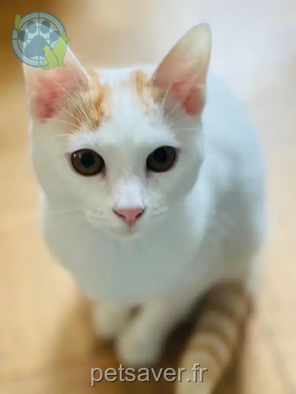 Chat Perdu 35 Ille-et-Vilaine - Nikki Chat Perdu 35 Ille-et-Vilaine - Nikki