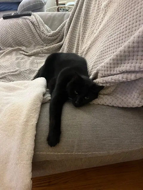 chat lost   35760 Montgermont Noirot