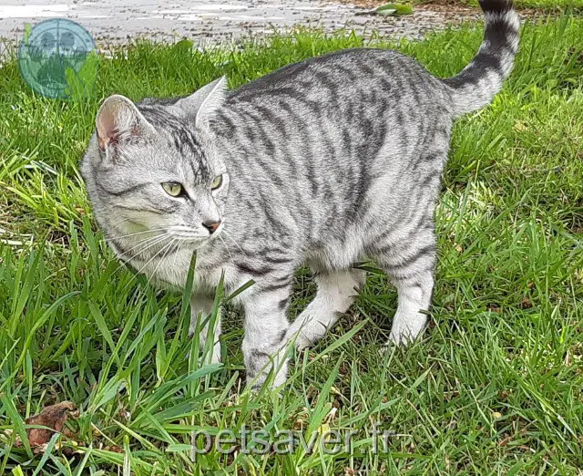 chat perdu 35310 Mordelles Nonoss chat lost 35310 Mordelles Nonoss
