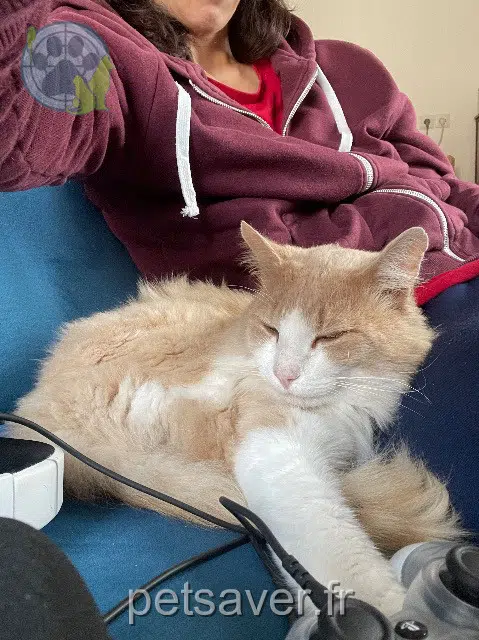 chat lost   35130 Rannée Nutty