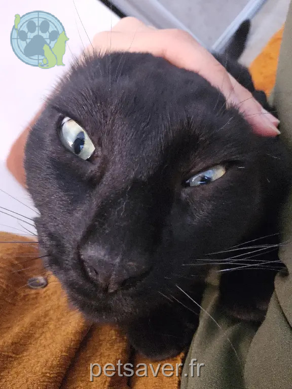 Chat Perdu 35 Ille-et-Vilaine - Néo Chat Perdu 35 Ille-et-Vilaine - Néo