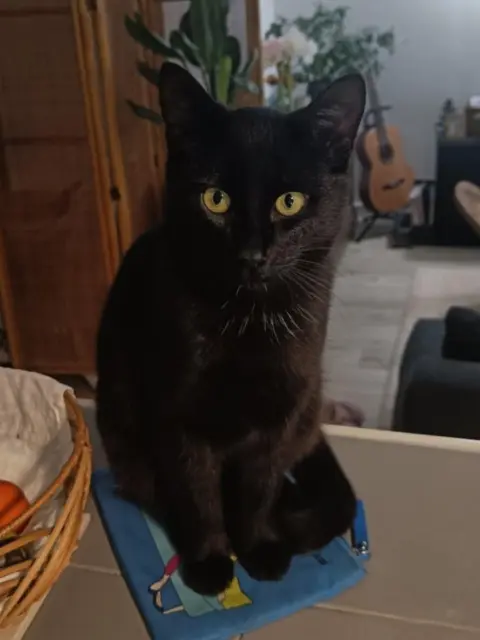 gato perdido 35510 Cesson-Sévigné Ocho gato lost 35510 Cesson-Sévigné Ocho
