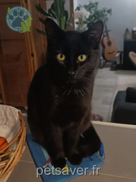 kater vermist 35510 Cesson-Sévigné Ocho kater lost 35510 Cesson-Sévigné Ocho