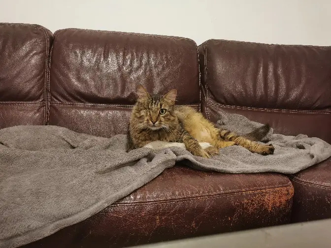 Chat Perdu 35 Ille-et-Vilaine - Oggy Chat Perdu 35 Ille-et-Vilaine - Oggy