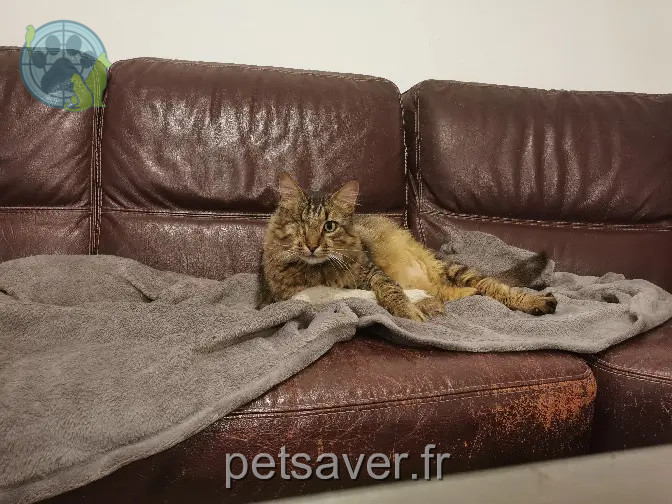 Chat Perdu 35 Ille-et-Vilaine - Oggy Chat Perdu 35 Ille-et-Vilaine - Oggy
