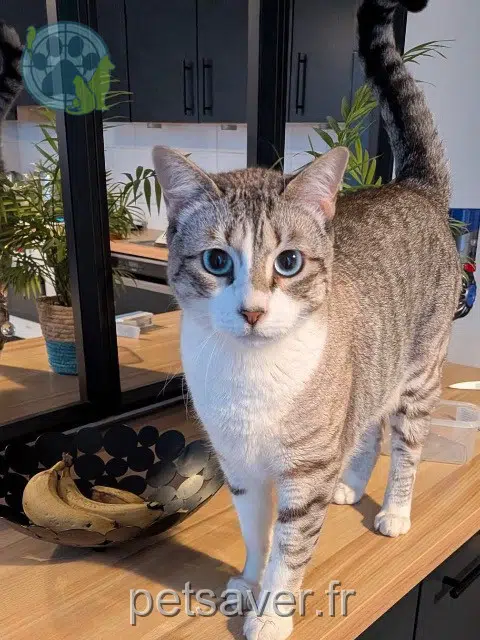 chat lost   35250 Mouazé Olaf