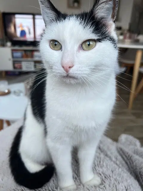 chat lost   35170 Bruz Olympe