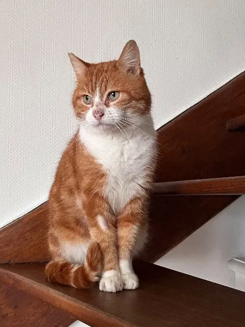 chat lost   35490 Sens-de-Bretagne Olympe