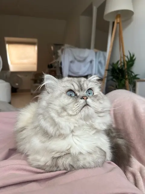 chat lost   35150 Janzé Omalay