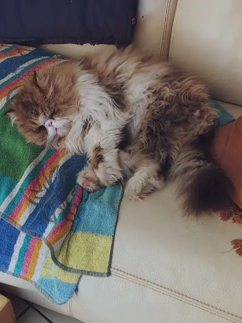 chat lost   35350 Saint-Méloir-des-Ondes Onyx