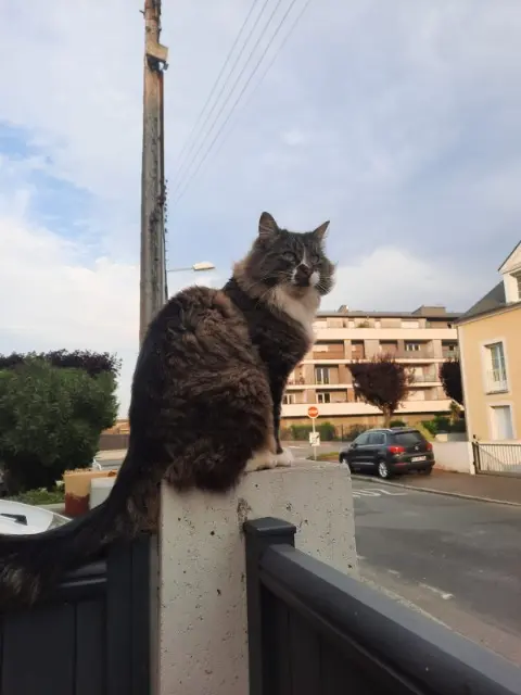 chat lost   35400 Saint-Malo Opus