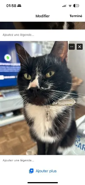 chat perdu 35133 Lécousse Oréo chat lost 35133 Lécousse Oréo