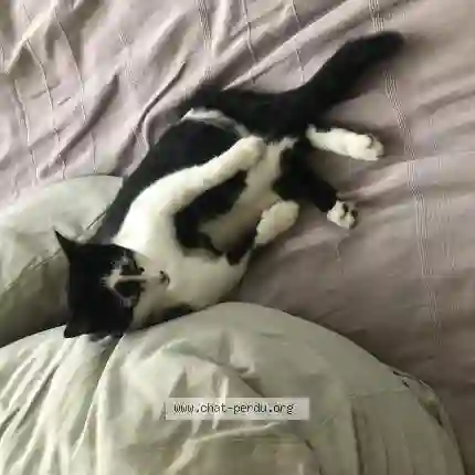 Chat Perdu 35 Ille-et-Vilaine - Oscar Chat Perdu 35 Ille-et-Vilaine - Oscar