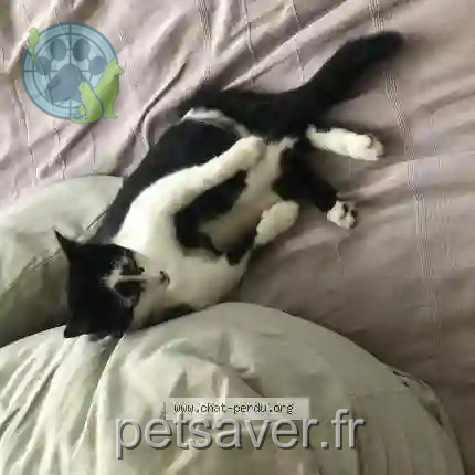 Chat Perdu 35 Ille-et-Vilaine - Oscar Chat Perdu 35 Ille-et-Vilaine - Oscar